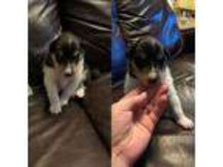 Collie Puppy for sale in Lake Stevens, WA, USA