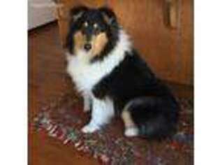 Collie Puppy for sale in Mason, WI, USA