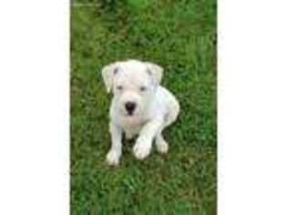 American Bulldog Puppy for sale in Nevada, MO, USA