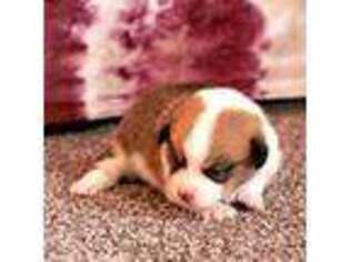 Pembroke Welsh Corgi Puppy for sale in Sugarcreek, OH, USA