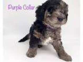 Labradoodle Puppy for sale in Simpsonville, SC, USA