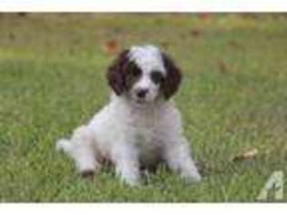 Mutt Puppy for sale in BEAUMONT, TX, USA