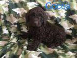 Labradoodle Puppy for sale in Minerva, OH, USA