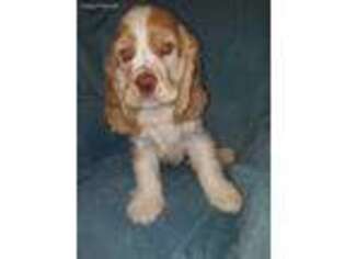 Cocker Spaniel Puppy for sale in LEITCHFIELD, KY, USA