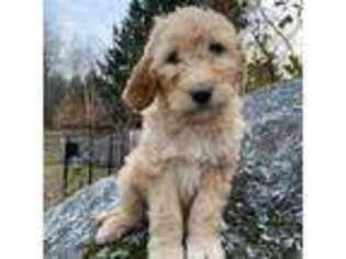 Goldendoodle Puppy for sale in Wilmot, NH, USA