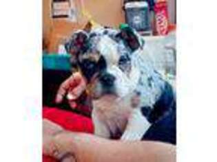 Bulldog Puppy for sale in Leroy, MI, USA