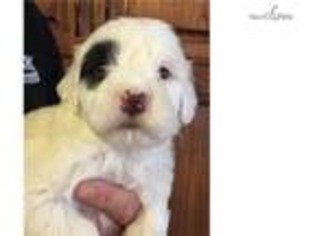 Portuguese Water Dog Puppy for sale in Toledo, OH, USA