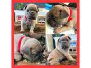 French Bulldog Puppy for sale in Myakka City, FL, USA