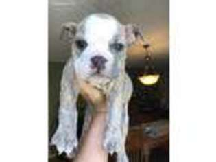 Olde English Bulldogge Puppy for sale in Ridgeway, VA, USA