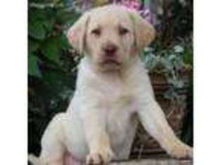 Labrador Retriever Puppy for sale in Fairfax, VA, USA