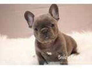 French Bulldog Puppy for sale in Berryville, AR, USA