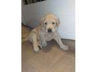 Labradoodle Puppy for sale in Buellton, CA, USA