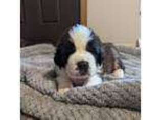 Saint Bernard Puppy for sale in Embarrass, MN, USA