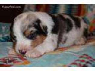 Australian Shepherd Puppy for sale in Mountain Grove, MO, USA