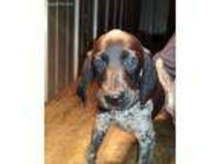 German Shorthaired Pointer Puppy for sale in Coldwater, MI, USA