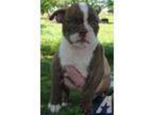 Boston Terrier Puppy for sale in BORING, OR, USA