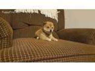 Shiba Inu Puppy for sale in East Earl, PA, USA