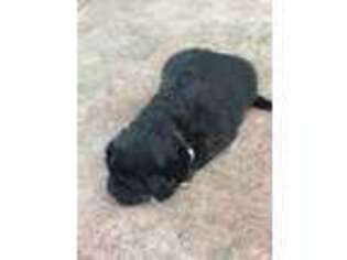 Tibetan Mastiff Puppy for sale in Albany, OR, USA