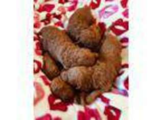 Goldendoodle Puppy for sale in Marion, IL, USA