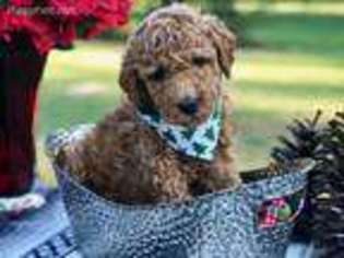 Labradoodle Puppy for sale in Lake City, FL, USA