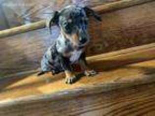 Dachshund Puppy for sale in Berlin, CT, USA
