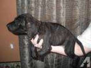Mastiff Puppy for sale in HILLSBORO, OH, USA