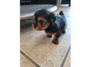 Yorkshire Terrier Puppy for sale in Tucson, AZ, USA