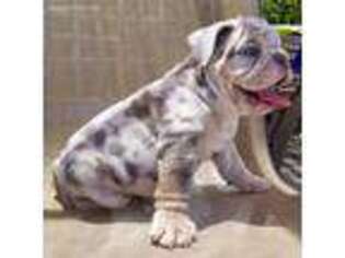 Bulldog Puppy for sale in Dunedin, FL, USA