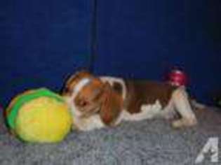 Beagle Puppy for sale in STEVENSVILLE, MT, USA