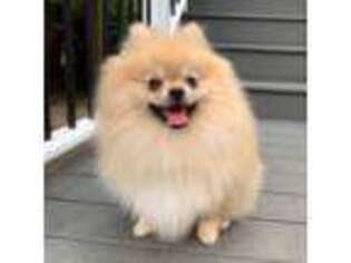 Pomeranian Puppy for sale in Springfield, MO, USA