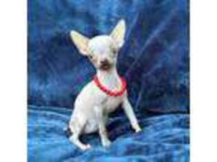 Chihuahua Puppy for sale in White Haven, PA, USA