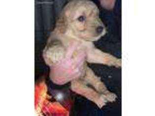 Golden Retriever Puppy for sale in Stanfield, NC, USA