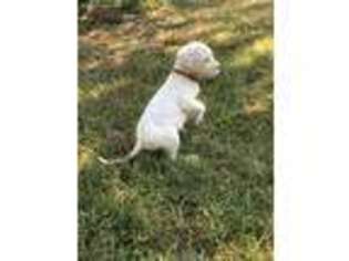 Dogo Argentino Puppy for sale in Buckner, AR, USA