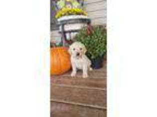 Golden Retriever Puppy for sale in Crane, MO, USA