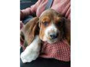 Basset Hound Puppy for sale in Kirkland, IL, USA