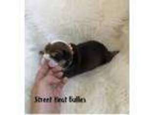 Bulldog Puppy for sale in Johnson City, TN, USA