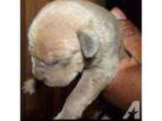 Cane Corso Puppy for sale in PHILADELPHIA, PA, USA
