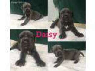 Neapolitan Mastiff Puppy for sale in Washburn, MO, USA