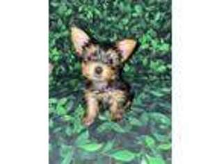 Yorkshire Terrier Puppy for sale in Addison, IL, USA