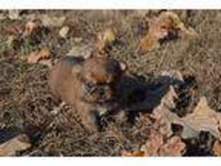 Brussels Griffon Puppy for sale in Conway, MO, USA