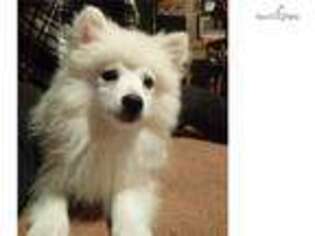 American Eskimo Dog Puppy for sale in Youngstown, OH, USA