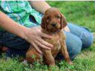Irish Setter Puppy for sale in Harrison, AR, USA