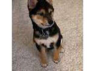 Shiba Inu Puppy for sale in Hartford, CT, USA