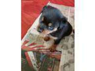 Rottweiler Puppy for sale in Cato, NY, USA