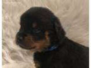 Rottweiler Puppy for sale in Prosperity, SC, USA