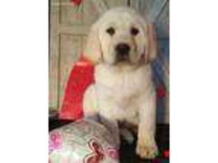 Labradoodle Puppy for sale in Macon, MO, USA