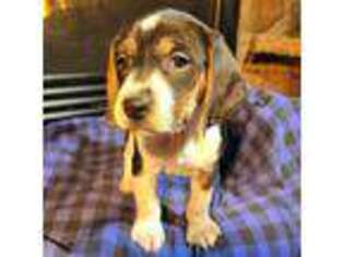 Beagle Puppy for sale in Lexington, KY, USA