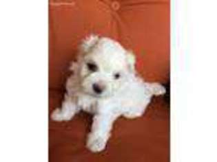 Maltese Puppy for sale in Leesville, LA, USA