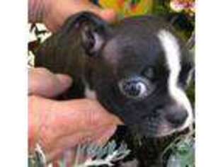 Boston Terrier Puppy for sale in Beloit, WI, USA