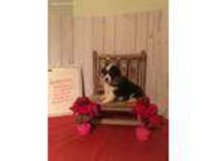 Pembroke Welsh Corgi Puppy for sale in Tupelo, OK, USA
